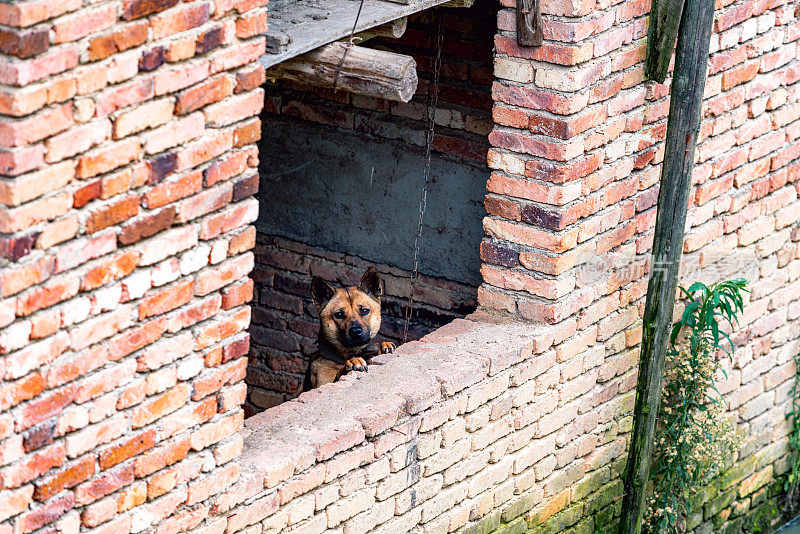 Domestic chained dog in the yard